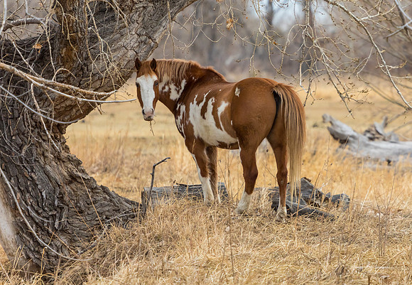 Country Painted Horse Munch