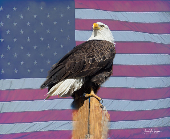 American Patriot Freedom Bald Eagle USA