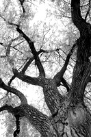 IMG_0057BW