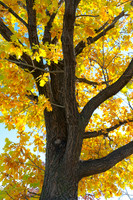 Golden Giggles When Autumn Leaves Steal Spotlight