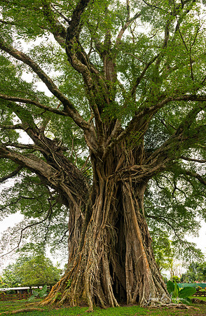 Old Century Tree of Negros Island 1