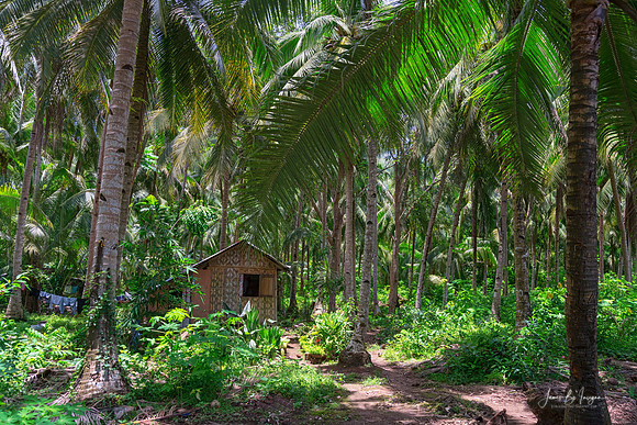 Nipa Hut  in the Jungle