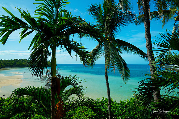 Tropical Paradise