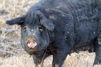Female Hog