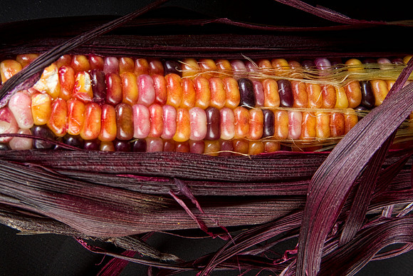 indian_corn