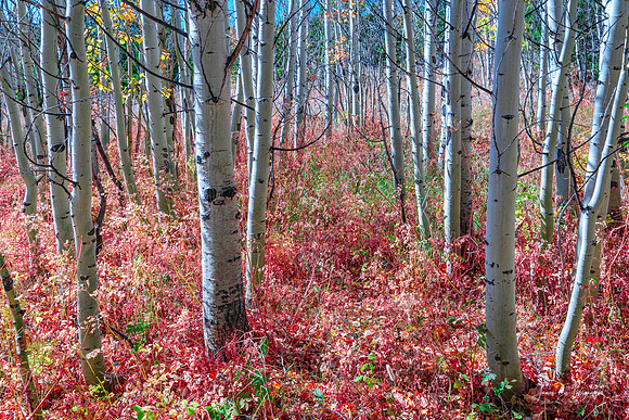 Mystic Red Forest