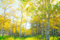 Golden Glimmer A Dance of Aspens in the Sun