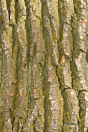 Tree_Bark_Texture_Vertical
