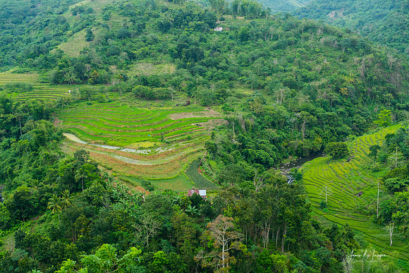 Mountain Rice Fields of Negros Island Emerald Tranquility