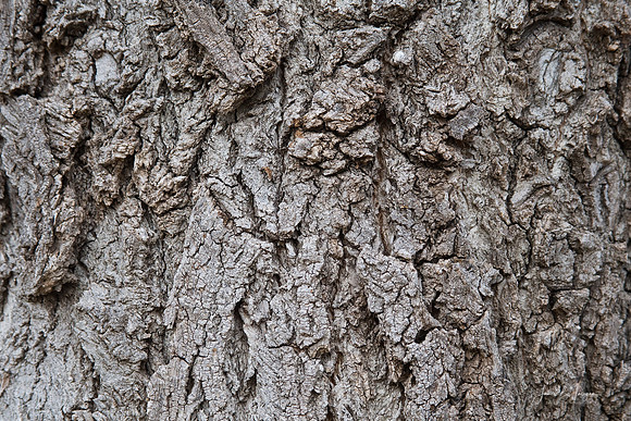 Old Tree Trunk Bark Texture
