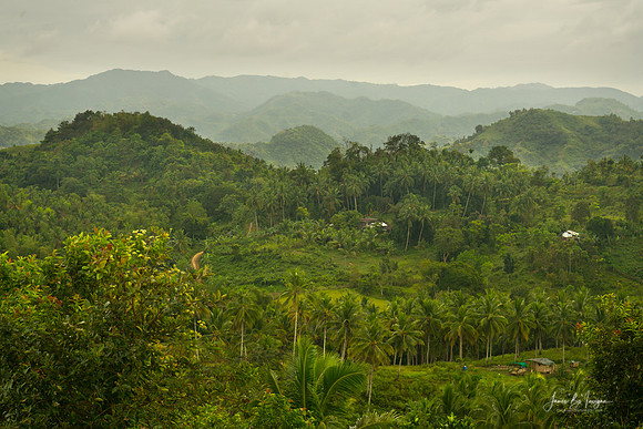 Verdant Tapestry of Tuburan