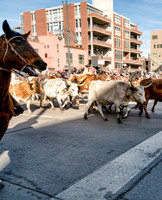 National Western Stock Show Parade Longhorns