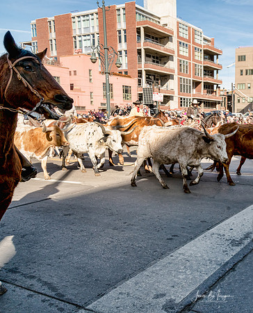 National Western Stock Show Parade Longhorns
