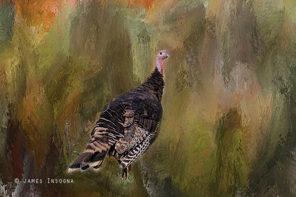 Wild_Native_Merriam_Turkey