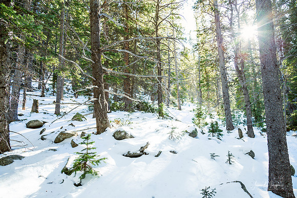 Snowy Forest Wilderness Playground