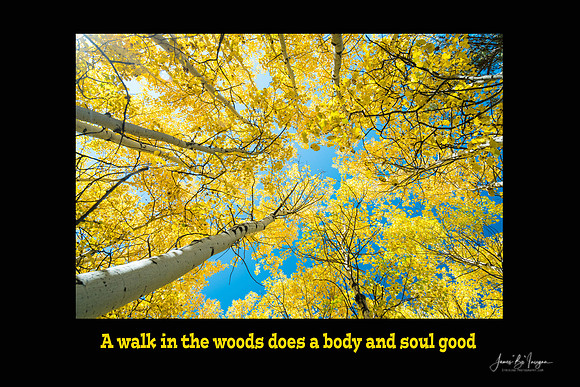 Walk in the Woods Does a Body Good