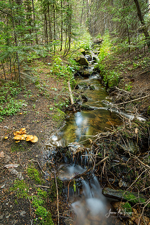 Wild Mushrooms Along The Creek