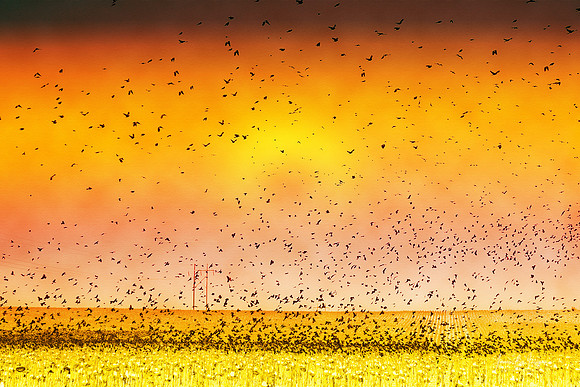 Birds landing and taking off in a sunflower field with a sunset. Fine Art Nature Photography Print available in all sizes.