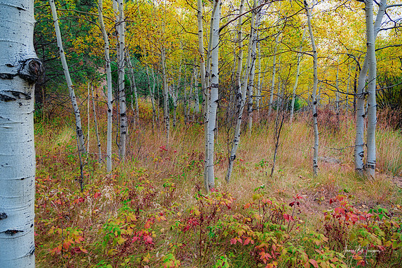 Autumn-Forest-Delight-Landscape-3OR