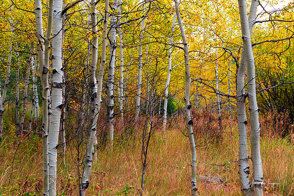 Forest In The Fall