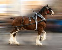 National Western Stock Show Parade