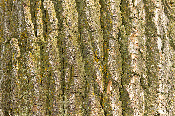 Cottonwood Tree Bark Texture
