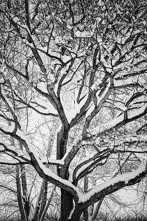 Snowy Winter Intertwine