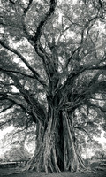 The Ancient Guardian The 1300-Year-Old Balete Tree