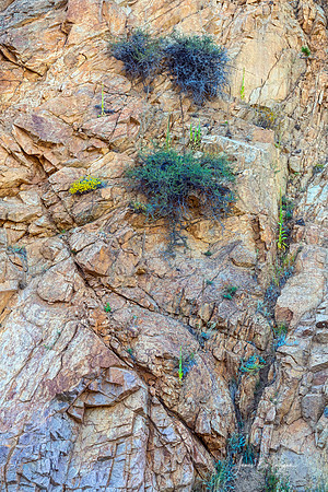Canyon Vegetation