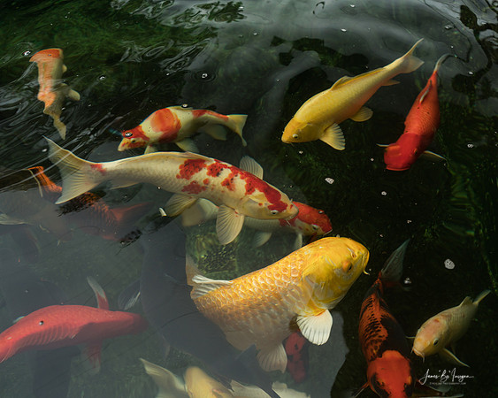 Koi Dance Twilight