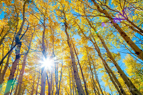 Autumn-Sunshine