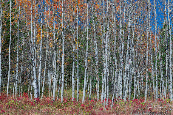 Red Orange Blue Stick Forest
