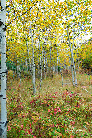 Autumn Forest Delight Portrait View