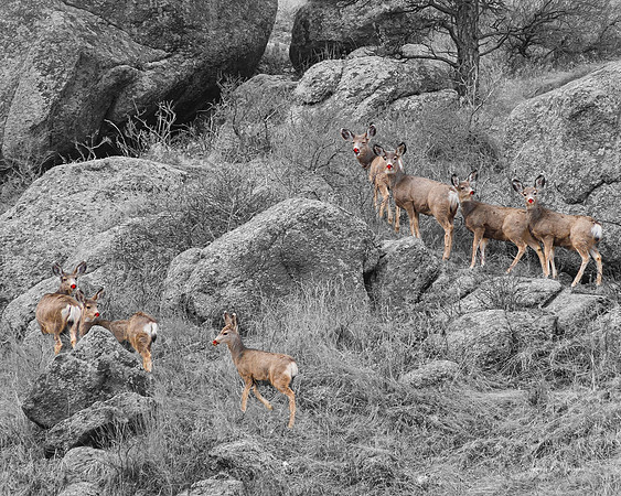 Big Ear Red Nose Deer