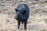 Black Pig