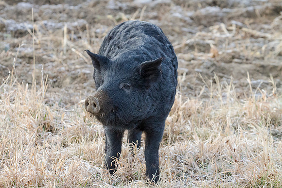 Black Pig