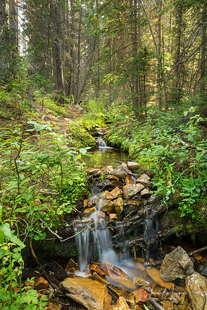 Forest Streaming