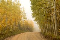 Into-The-Mist