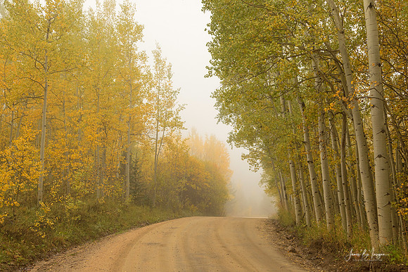 Into-The-Mist