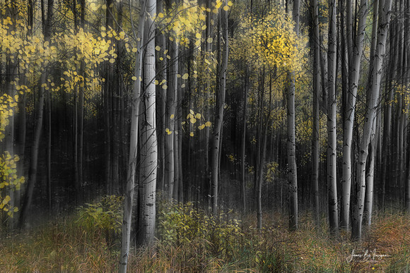 Aspen Tree Grove Into Darkness