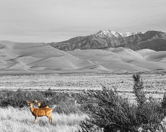 Great Colorado Sand Dunes Deer