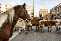 National Western Stock Show Parade Longhorns In The Street