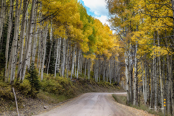 Autumn Aspen Tree Lined Rocky Mountain-Road