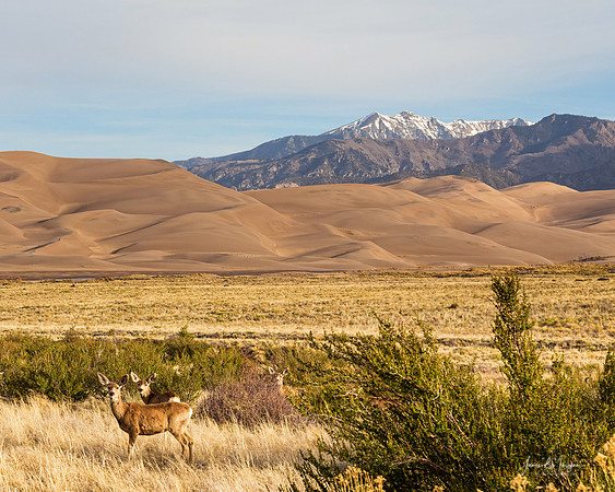 Deer And Great Colorado Sand Dunes