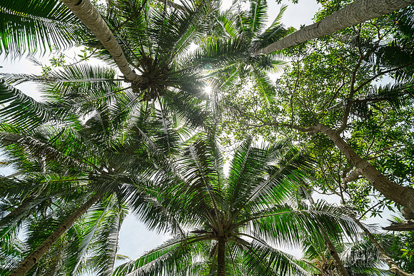 Jungle Canopy