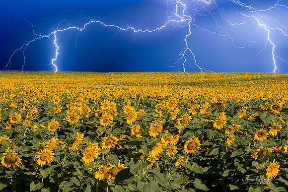 sunfower-lightning