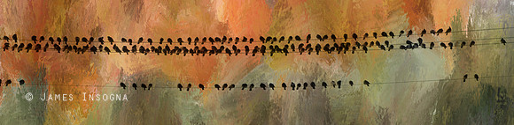 Birds On The Lines