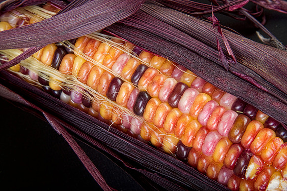 Colorful_Indian_Corn