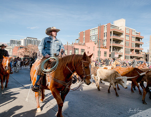 Cowboys And Longhorns