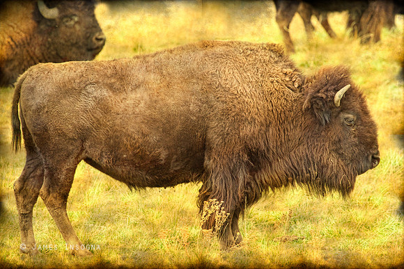 Bison